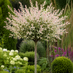 Vŕba japonská (Salix integra) ´HAKURO NISHIKI´ - výška 210-230 cm, kont. C5L - NA KMIENKU